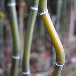 Bamboo Phyllostachys aureo. Alata